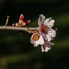 Mandelblüten bei Wachenheim Pfalz 3 2021