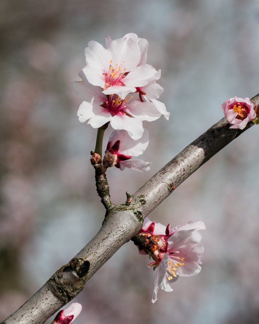 Mandelblüten bei Wachenheim Pflaz 1 2021