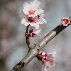 Mandelblüten bei Wachenheim Pflaz 1 2021