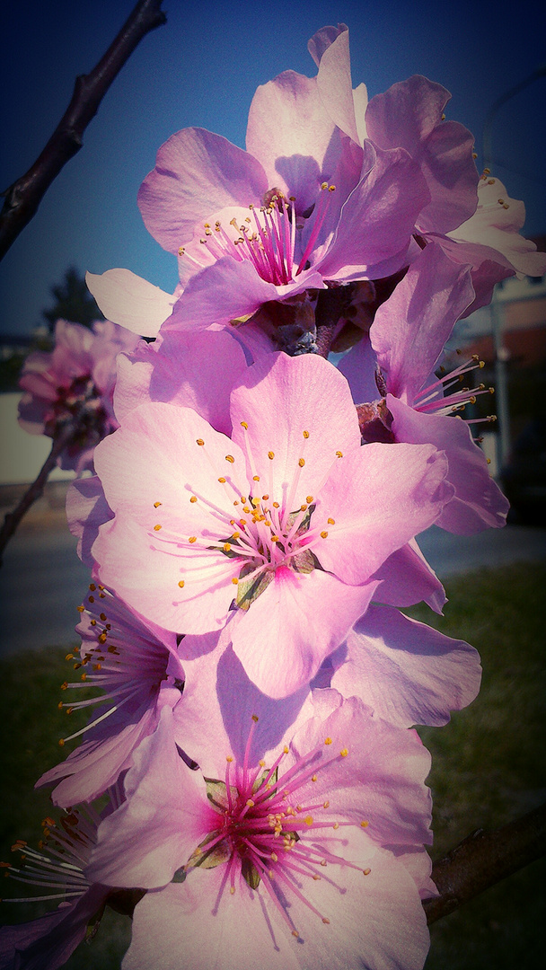 Mandelblüten