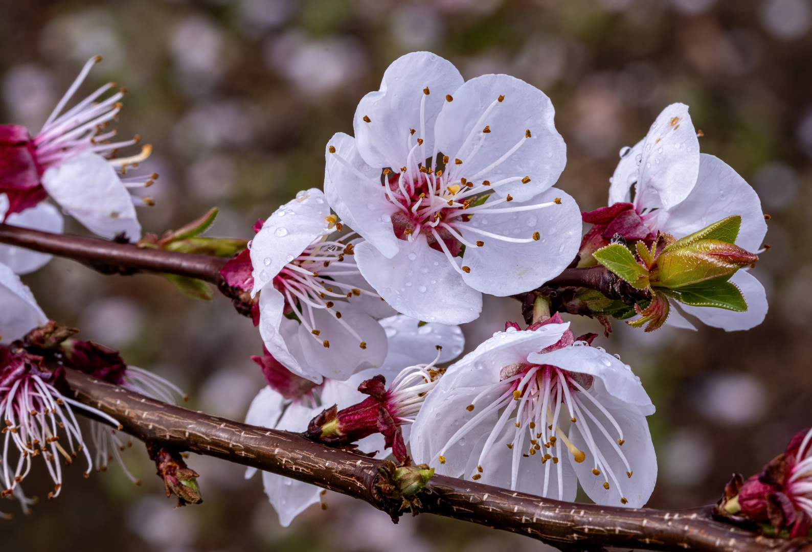 Mandelblüten