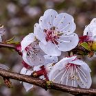 Mandelblüten