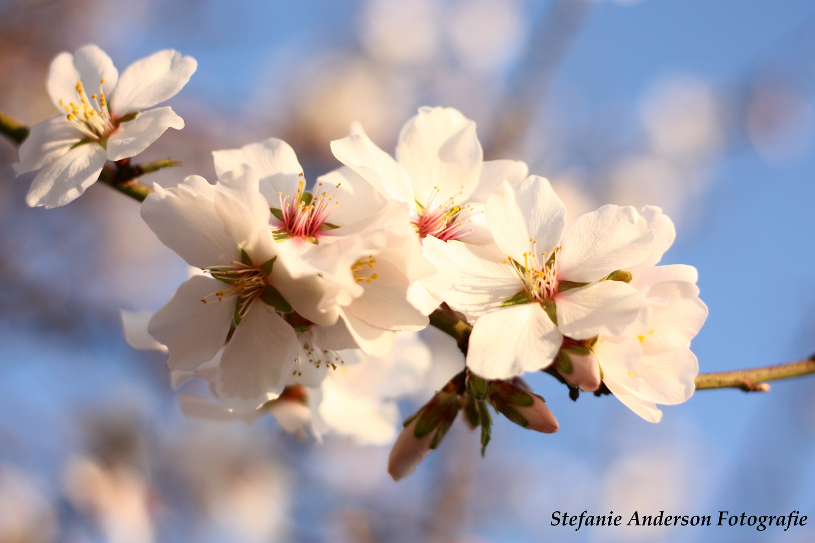 Mandelblüten