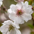 Mandelblüten