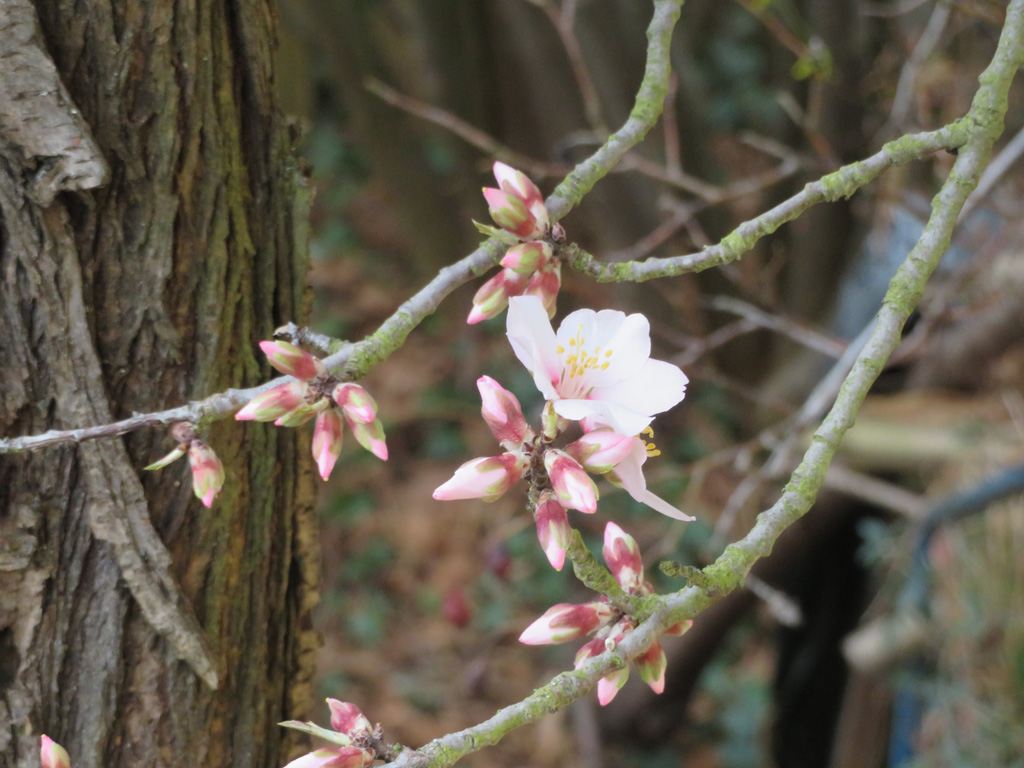 Mandelblüten