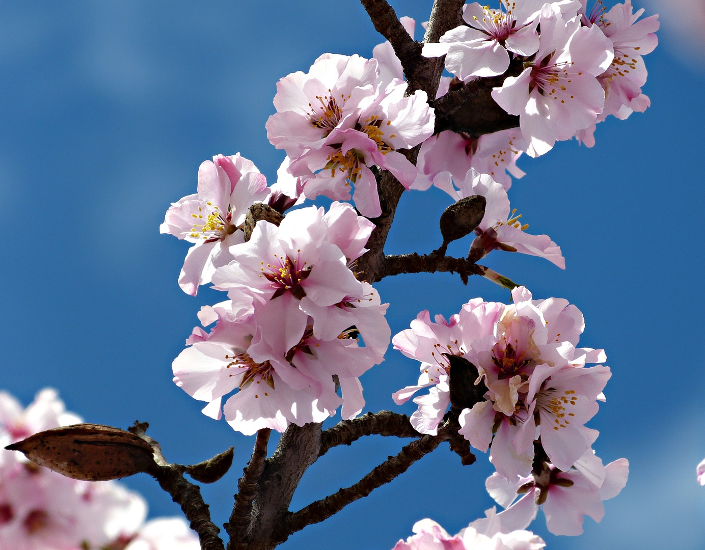 Mandelblüten