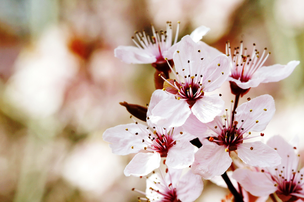 Mandelblüten