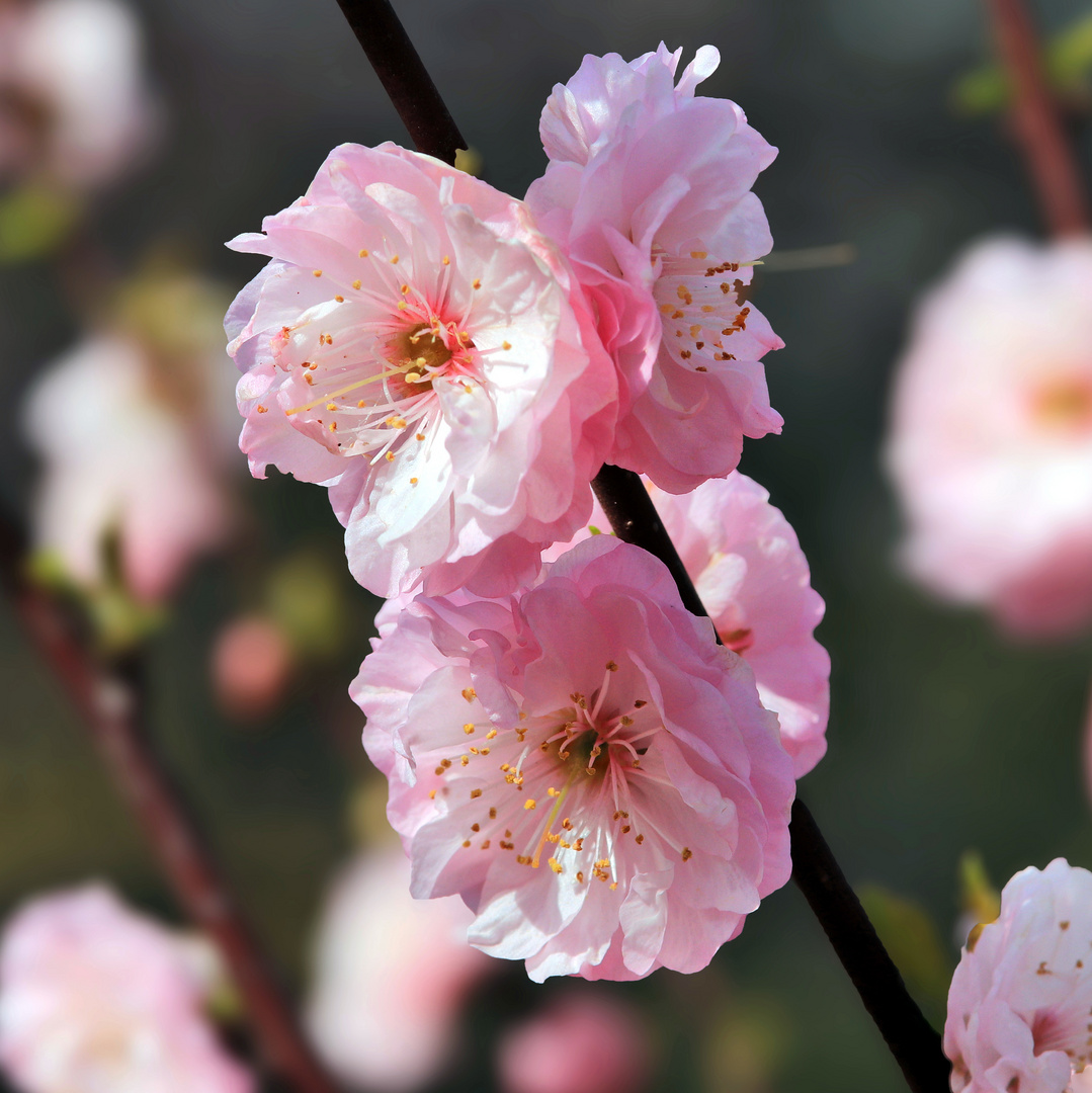 Mandelblüten......