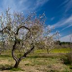 Mandelblüten