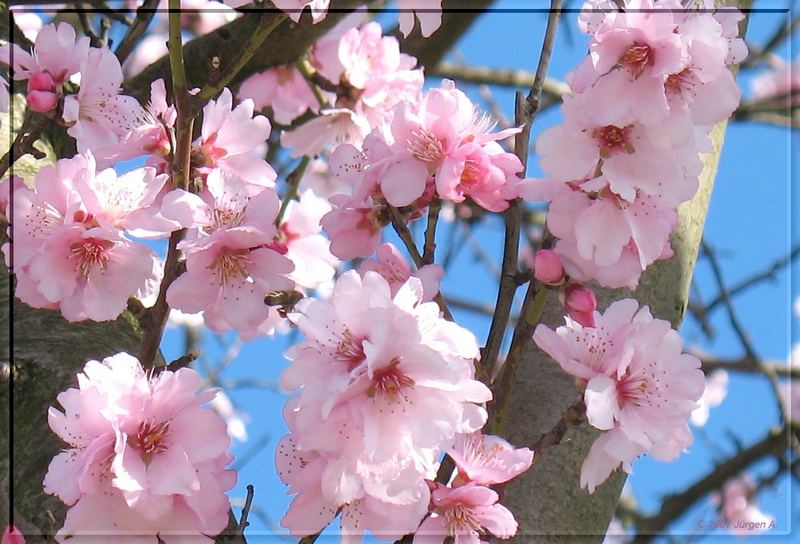 "Mandelblüten-Fest"