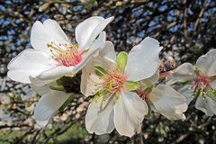 Mandelblüten / Fiori di mandorlo (1)