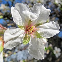 Mandelblüten / Fiori di mandorlo (2)