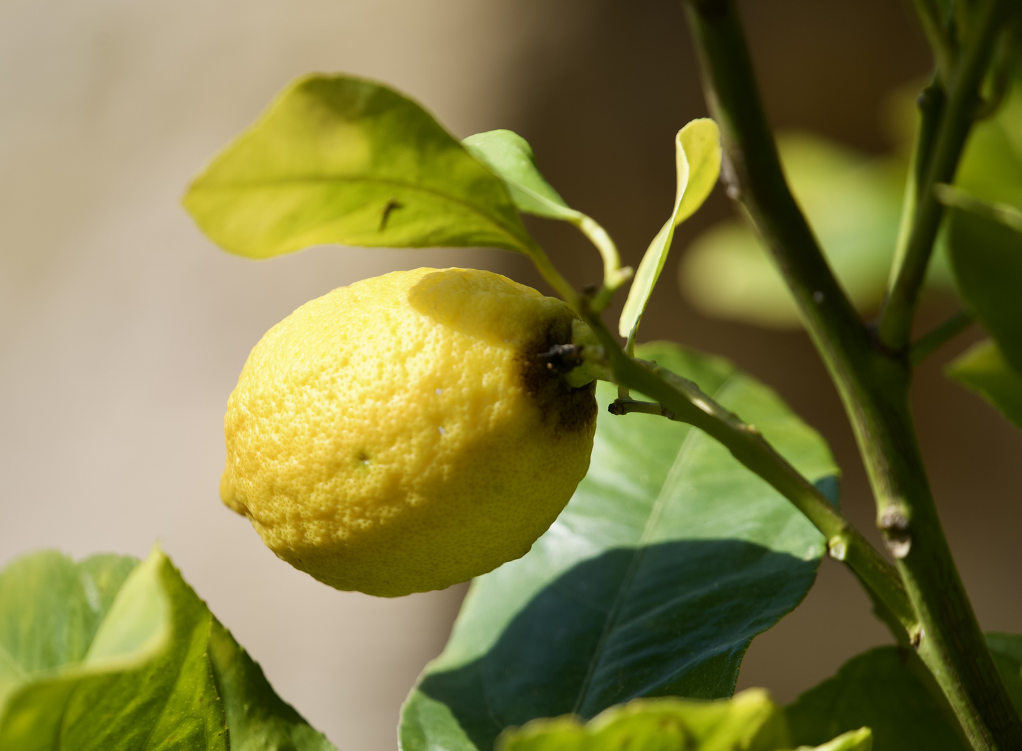 Mandelblüten gesucht und Zitronen gefunden :-))