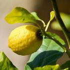 Mandelblüten gesucht und Zitronen gefunden :-))