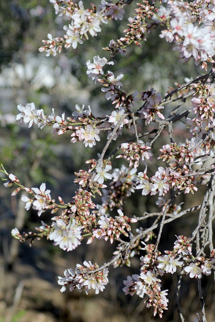 Mandelblüten-Hintergrund