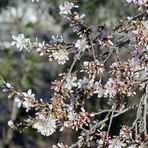 Mandelblüten-Hintergrund