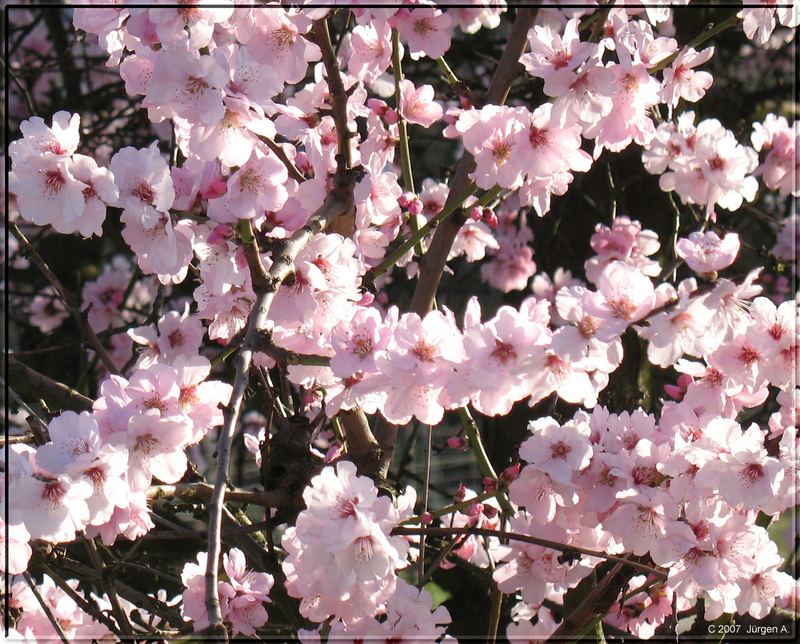 ... Mandelblüten ... Honigduft liegt in der Luft ...