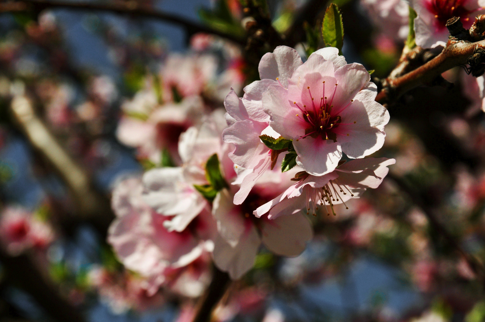 Mandelblüten II