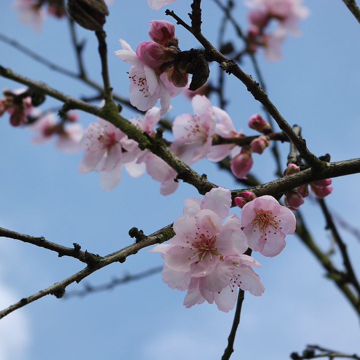 Mandelblüten im Februar