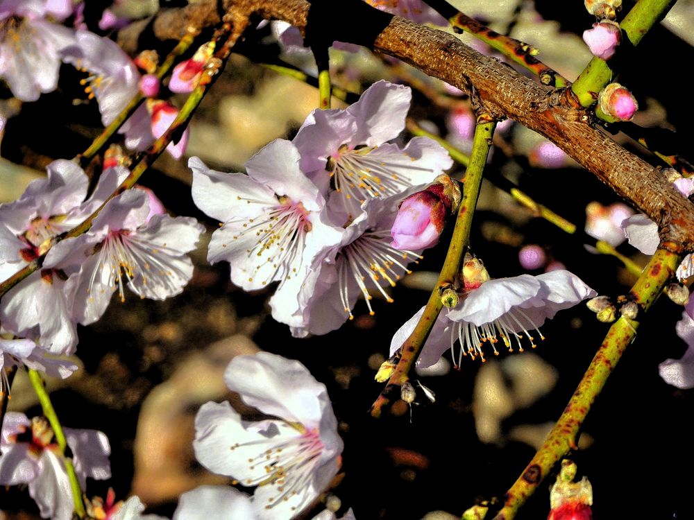 Mandelblüten im Palmengarten Frankfurt am 29.02.24 