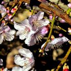 Mandelblüten im Palmengarten Frankfurt am 29.02.24 