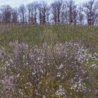 Mandelblüten im Weinberg