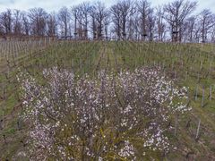 Mandelblüten im Weinberg