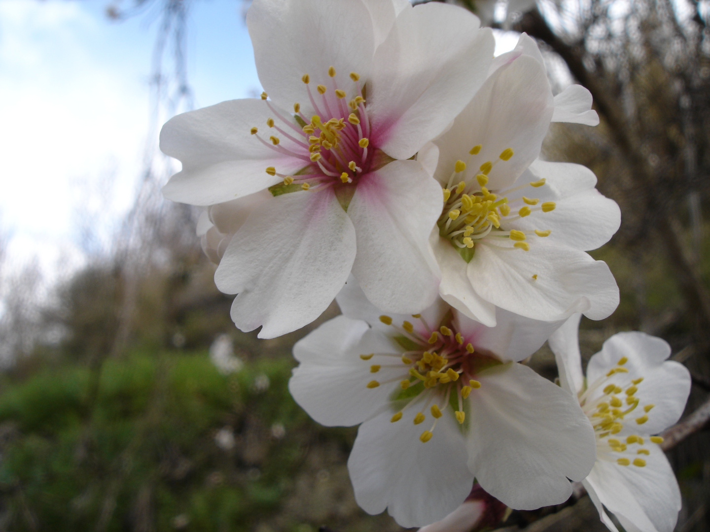 Mandelblüten in Andalusien