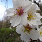 Mandelblüten in Andalusien