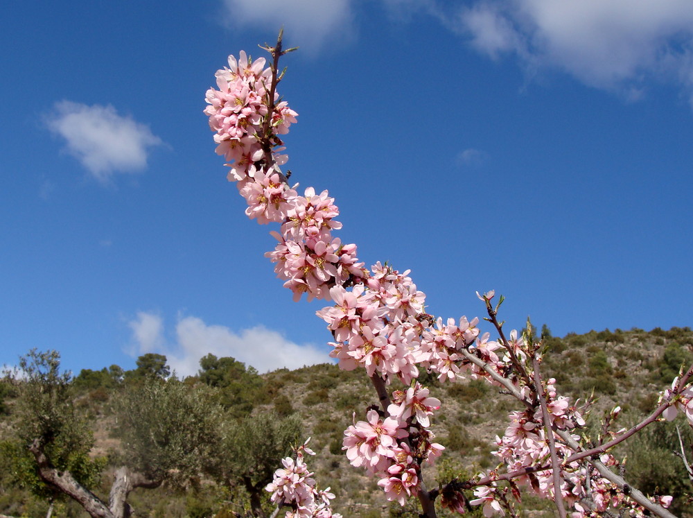 Mandelblüten in Calles