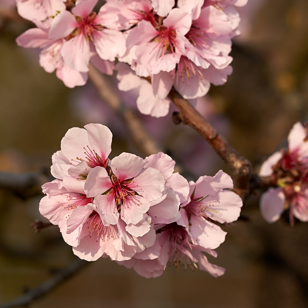 Mandelblüten in der Abendsonne, noch blühen die Bäume in voller Pracht.