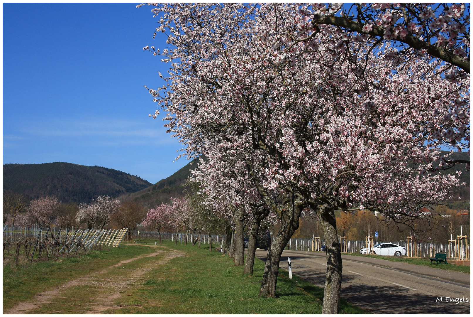 Mandelblüten in der Pfalz