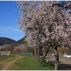 Mandelblüten in der Pfalz