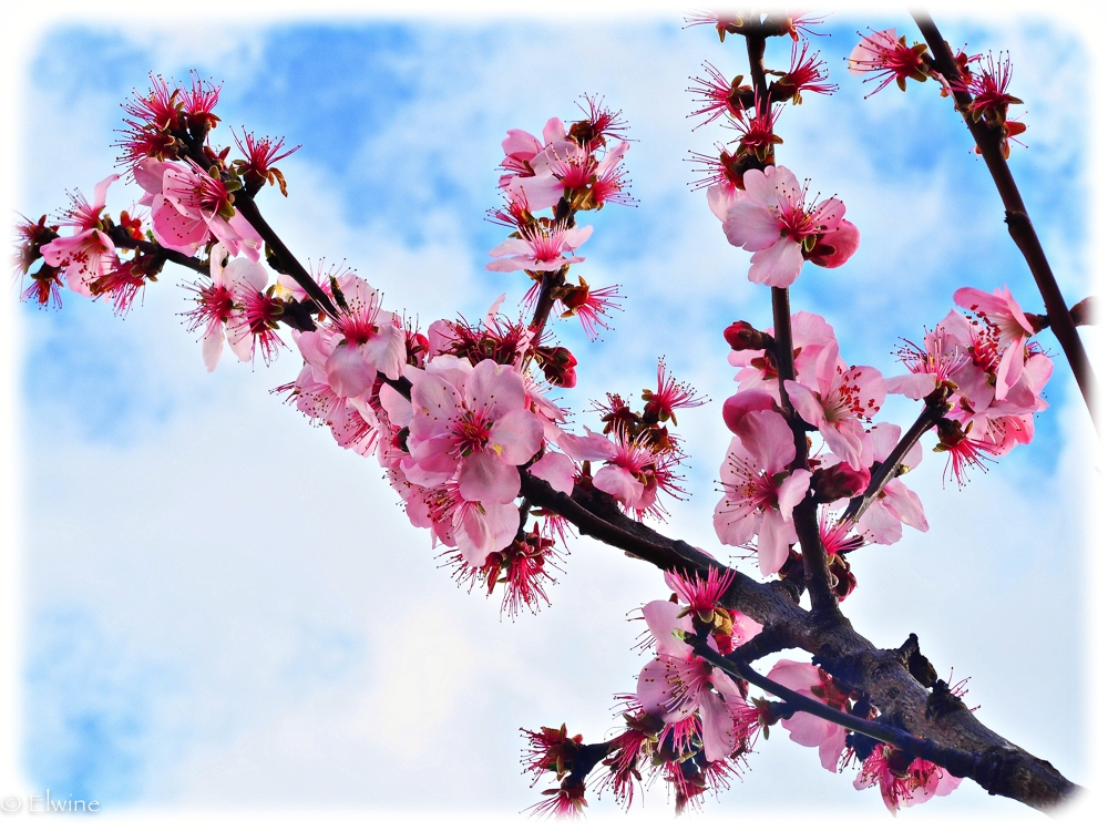 Mandelblüten in der Pfalz