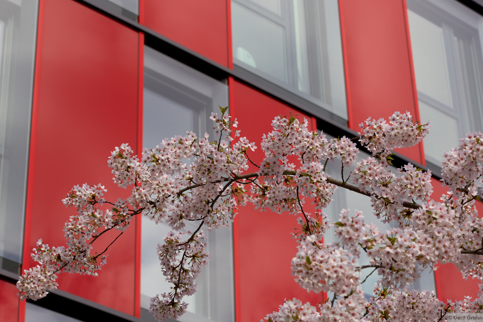 Mandelblüten in der Stadt