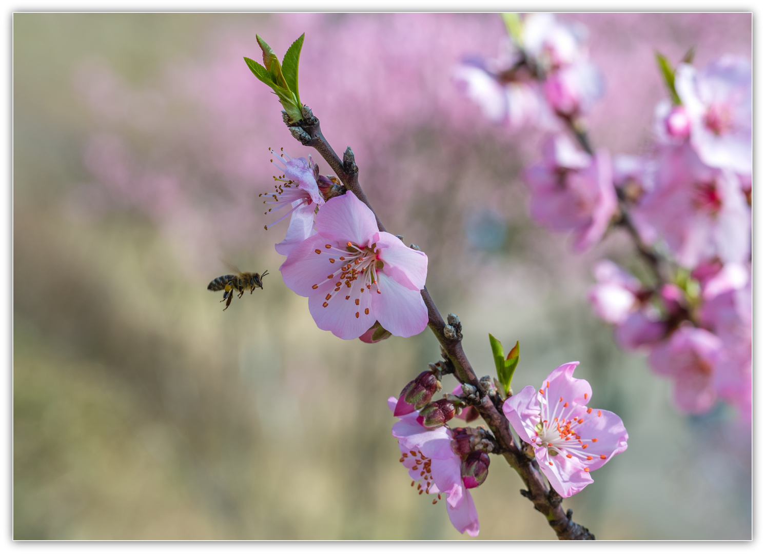 Mandelblüten in Diefenbach