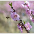 Mandelblüten in Diefenbach