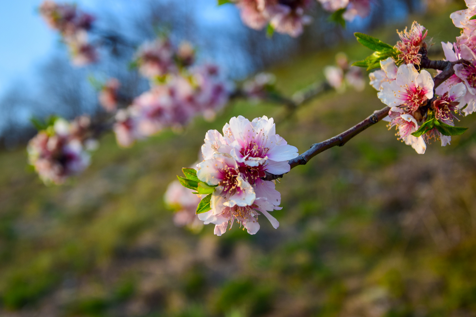 Mandelblüten in Diefenbach