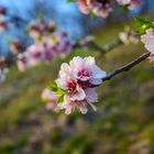 Mandelblüten in Diefenbach