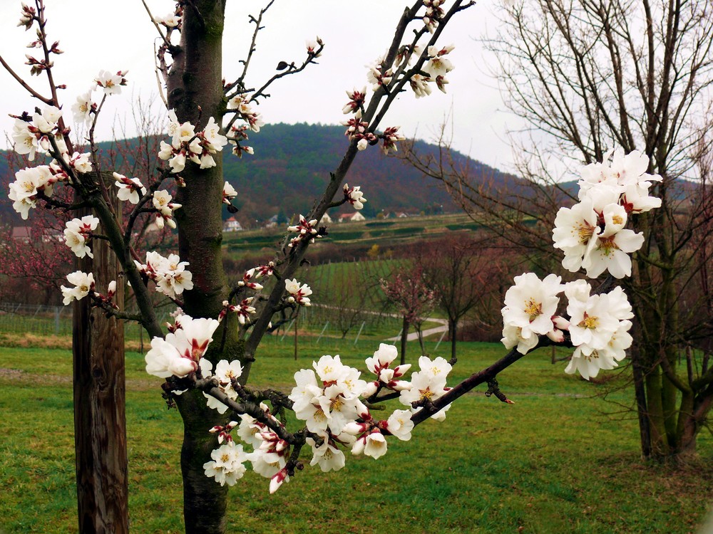 Mandelblüten in Gimmeldingen