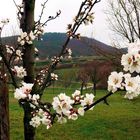 Mandelblüten in Gimmeldingen