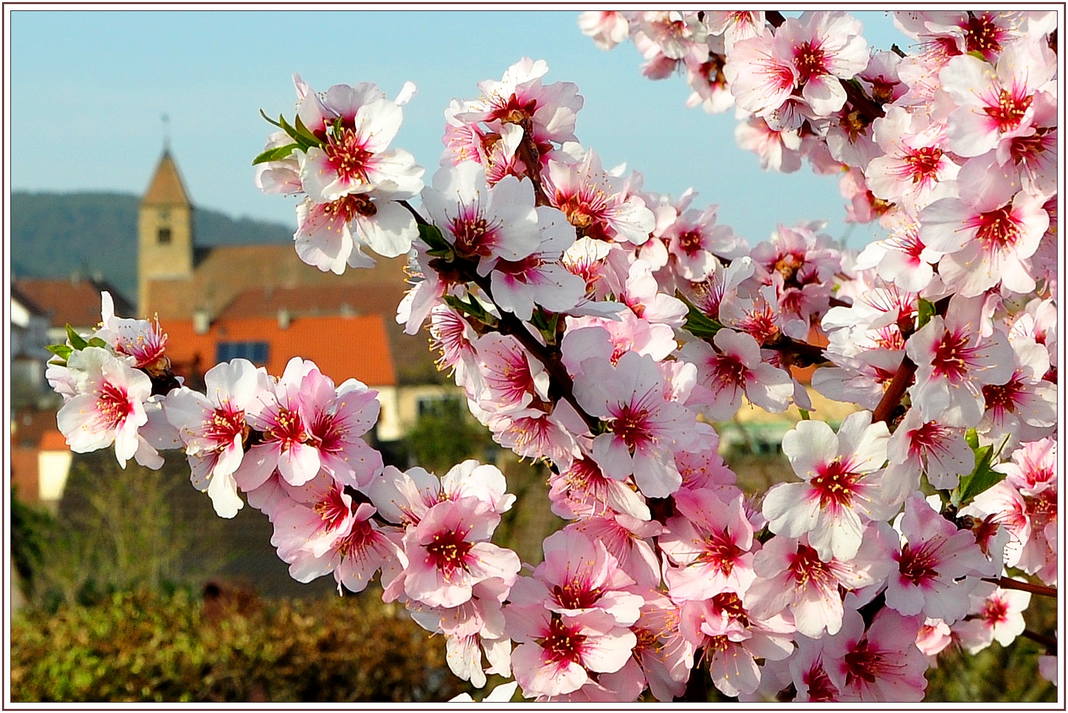 Mandelblüten in Gimmeldingen