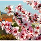 Mandelblüten in Gimmeldingen