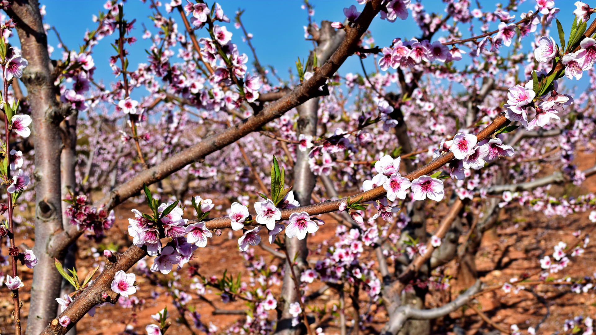 Mandelblüten in Hülle und Fülle