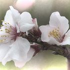 Mandelblüten in meinem Garten