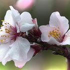 Mandelblüten in meinem Garten - noch einmal