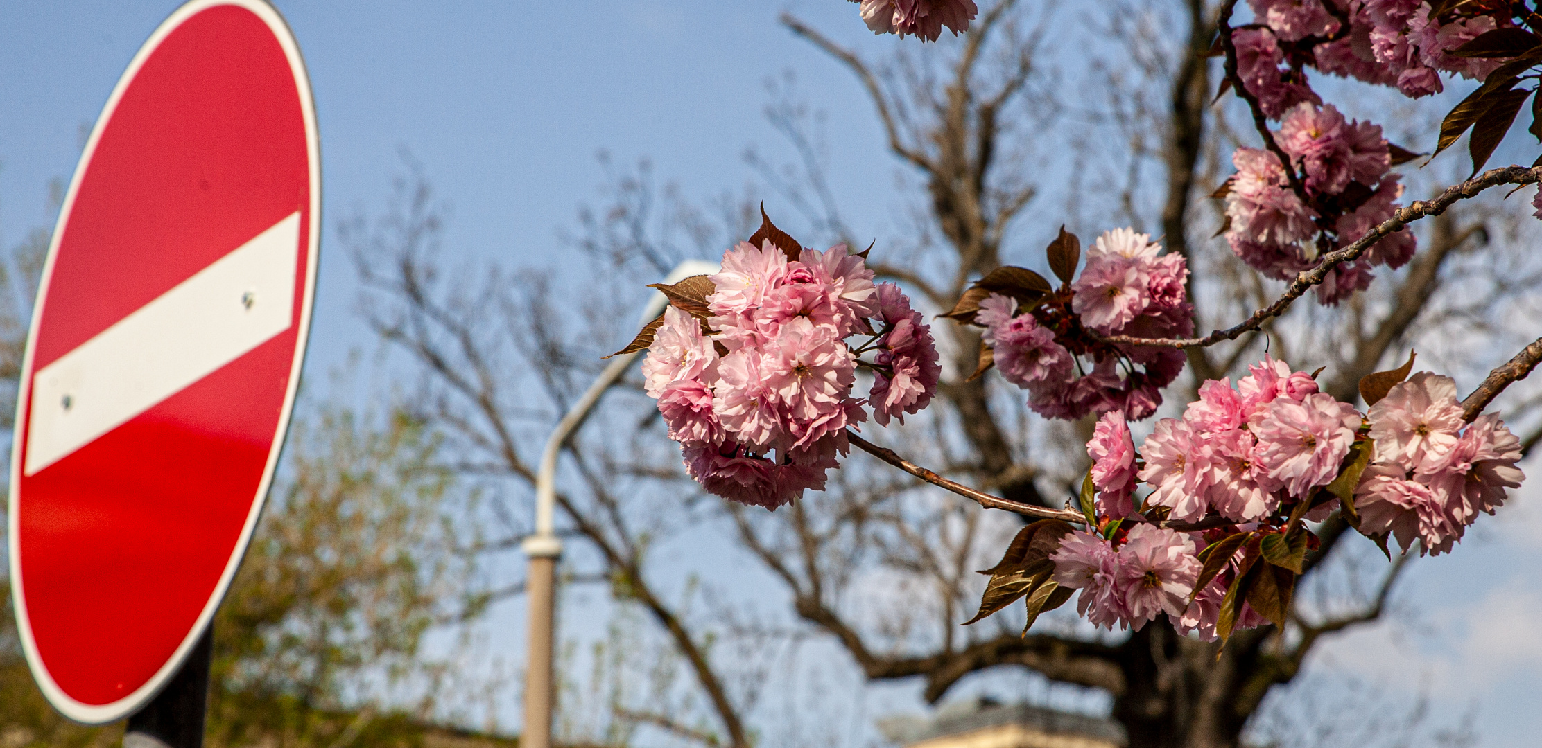 Mandelblüten in Rot