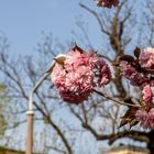 Mandelblüten in Rot