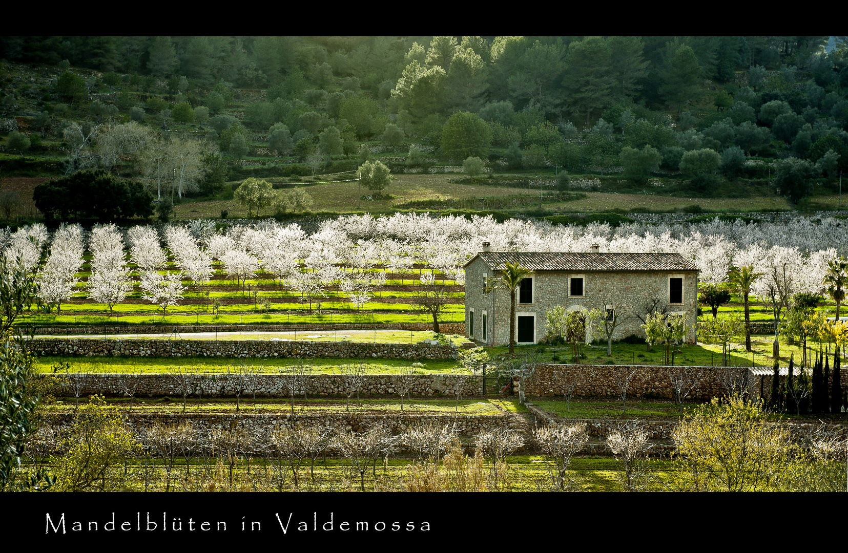 Mandelblüten in Valdemossa