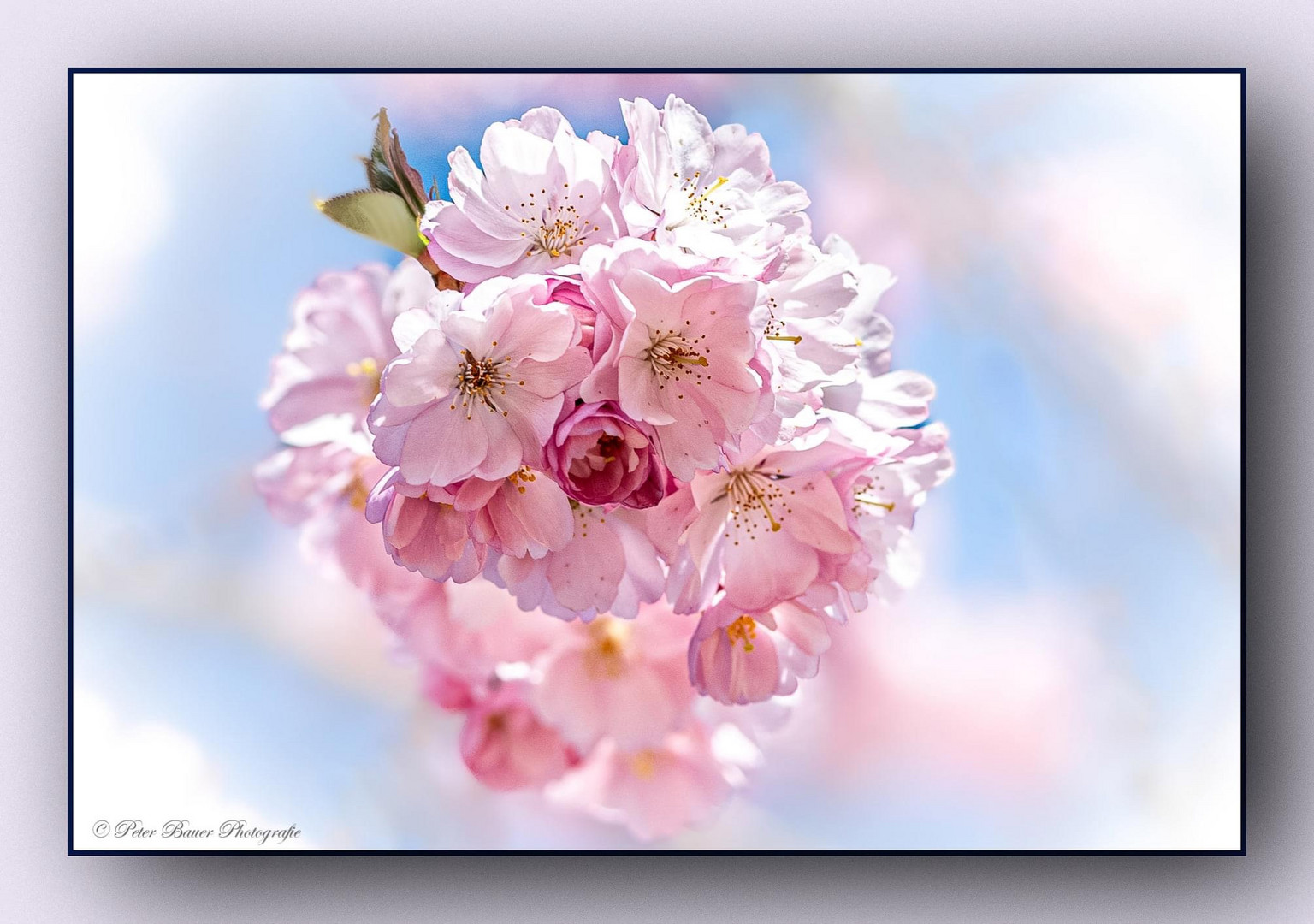 Mandelblüten kündigen den Frühling an